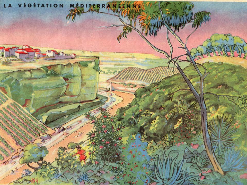 géo - La végétation méditerranéenne
