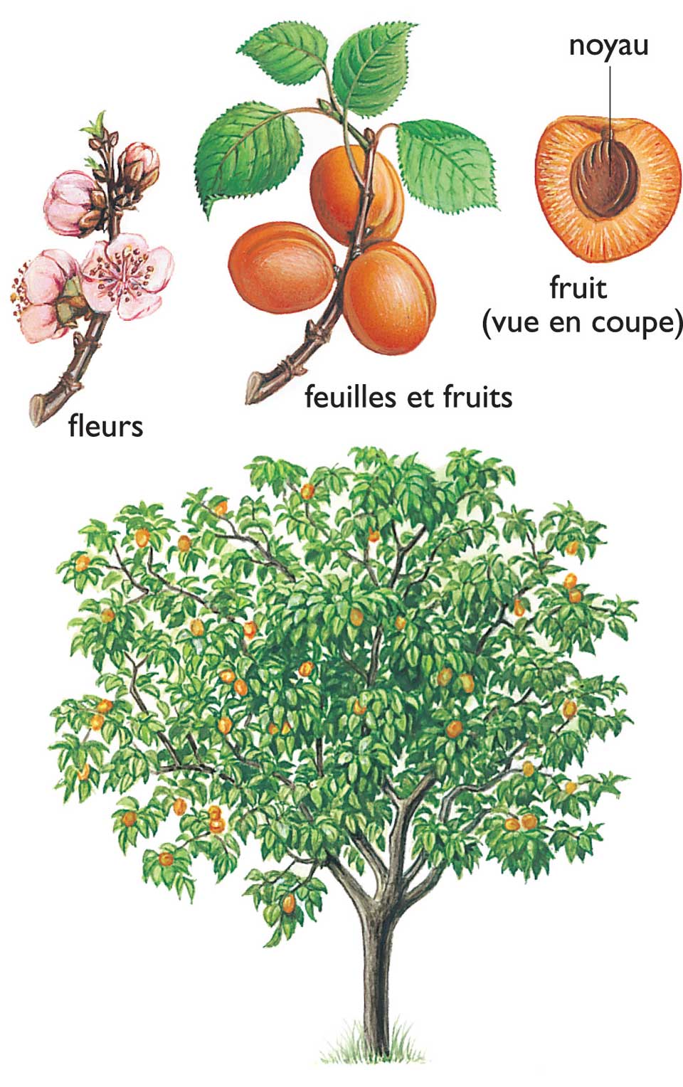 les abricots