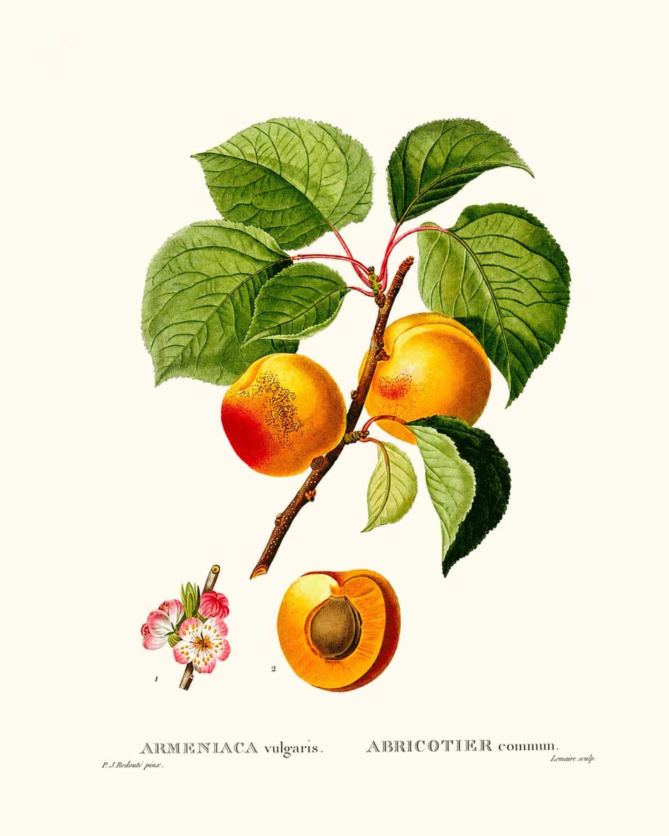 les abricots