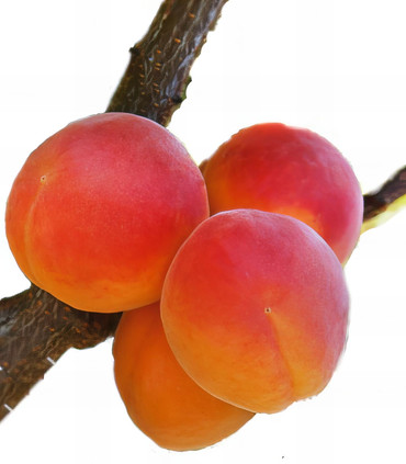 les abricots