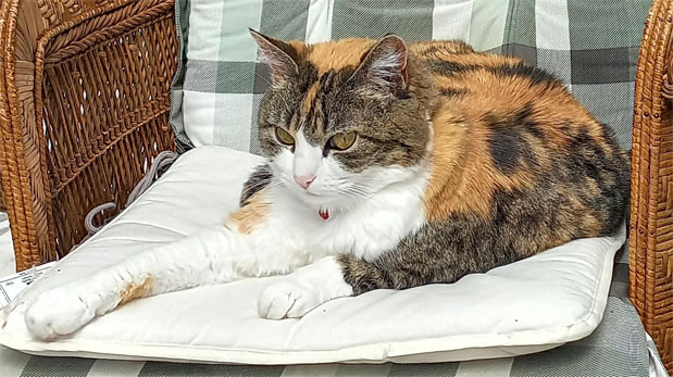 C'est mon fauteuil a dit Féline