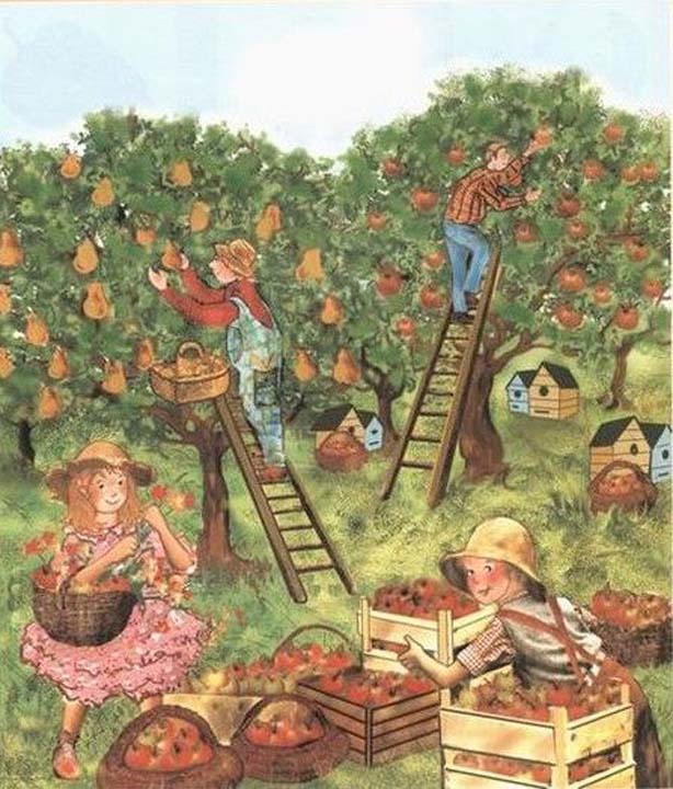 La cueillette des pommes