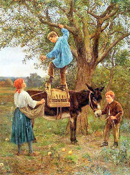 La cueillette des pommes