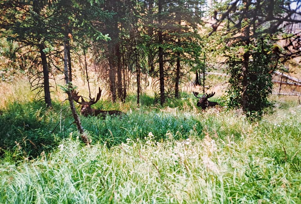 Le livre des records de Papytane